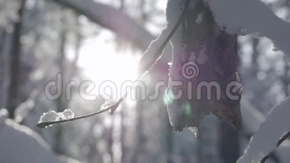 把薄薄的树枝和被雪覆盖的着的枯叶合上视频的预览图