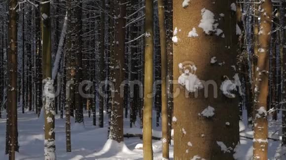 松树覆盖着新鲜的雪点被阳光照亮视频的预览图