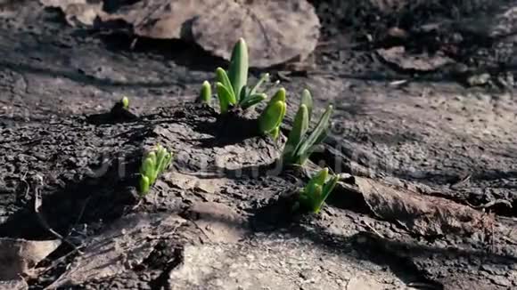 嫩绿的小草穿过泥土视频的预览图