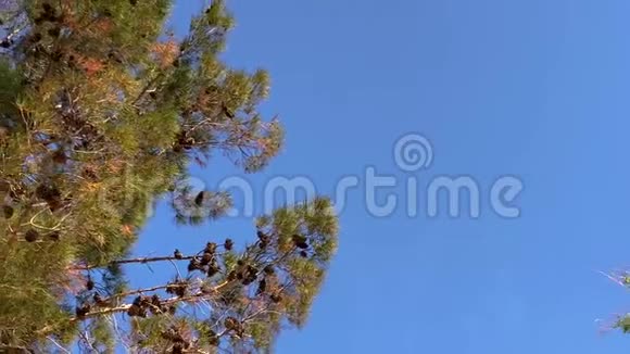 低角松树5171视频的预览图