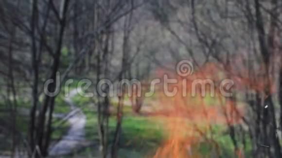 在森林里用木头烧火火灾背景下森林中的绿色草坪视频的预览图