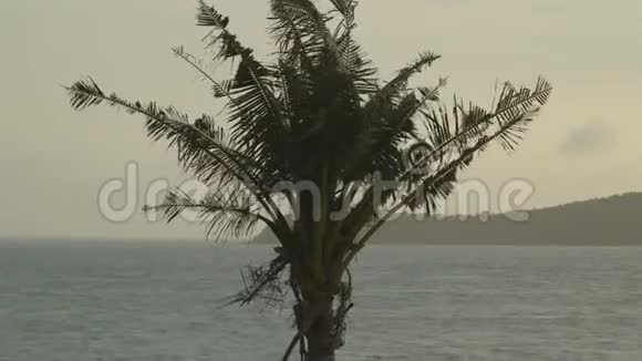 巴布亚莫尔斯比村砍倒的棕榈树叶视频的预览图