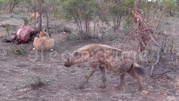 前景高清中用鬣狗喂狮子视频的预览图