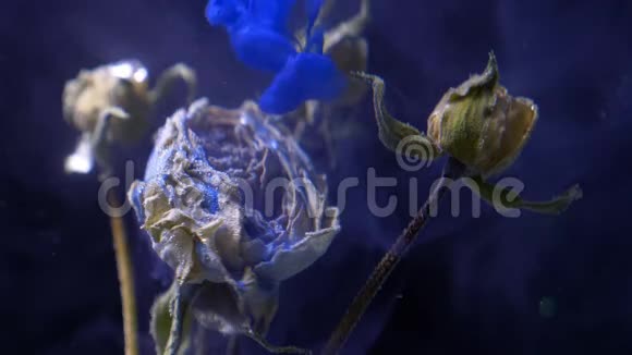 干玫瑰站在水下蓝色油漆油墨爆炸黑色背景视频的预览图