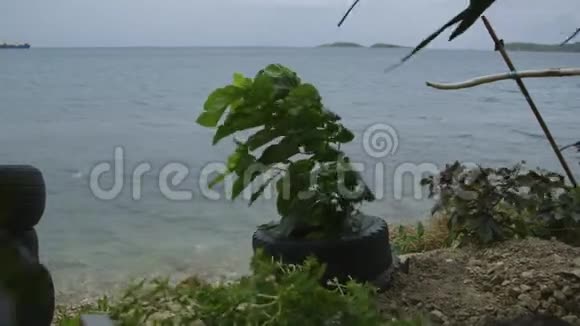 年轻的海岸线树木莫尔斯比新几内亚爸爸视频的预览图