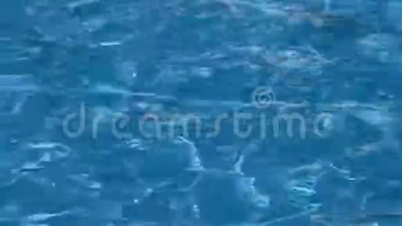 喂食五颜六色的花式鲤鱼鱼的锦鲤鱼挤在游泳池里争夺食物全高清蓝色和明亮的涟漪缓慢移动视频的预览图