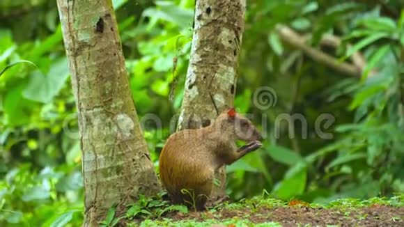 野生热带雨林中的小啮齿动物视频的预览图