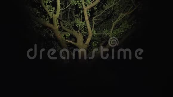 一棵古老的高枝树在夜里视频的预览图