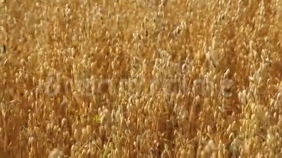 燕麦场成熟的耳朵视频的预览图