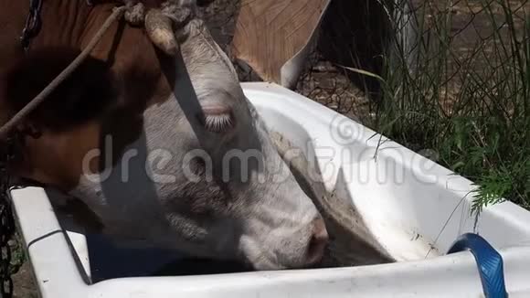 牛喝白容量的水视频的预览图