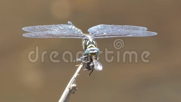 蜻蜓捕捉蜜蜂觅食视频的预览图