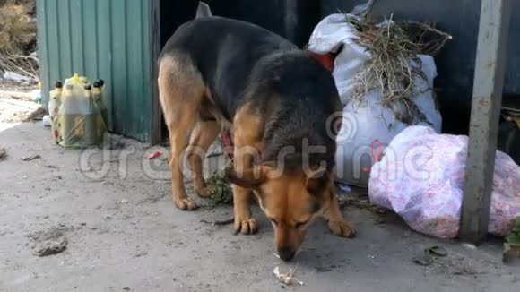流浪狗在垃圾桶里翻找食物视频的预览图