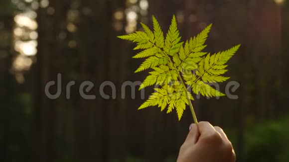 蕨类植物的细裂叶对模糊的森林视频的预览图