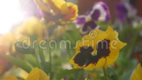 有不同颜色的花盘花园里的紫罗兰花在风中摇曳特写镜头4K视频的预览图