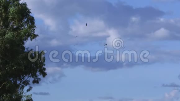 天空中的雄鹰视频的预览图