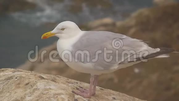 在悬崖和海洋附近的岩石上的海鸥视频的预览图