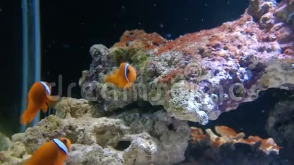 橙色小丑鱼在玩视频的预览图