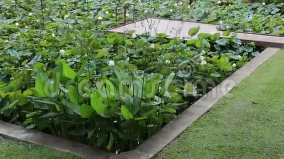 花园里的荷塘生长夏风流淌视频的预览图