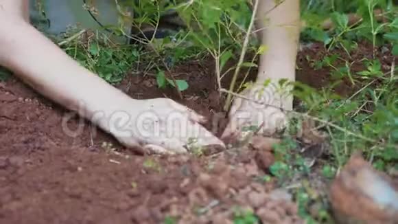 女人在花园的土壤里种了一个花芽视频的预览图