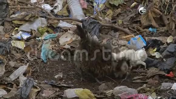 母鸡和小鸡抓着垃圾科纳克里贫民窟视频的预览图
