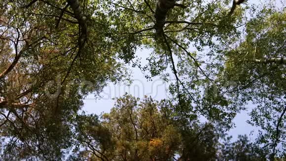 4k录像绿黄叶树的底景视频的预览图
