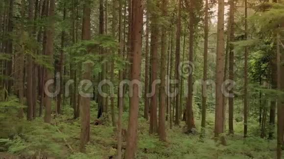 在夕阳下穿过宁静的森林视频的预览图