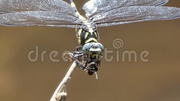 蜻蜓捕捉蜜蜂觅食视频的预览图