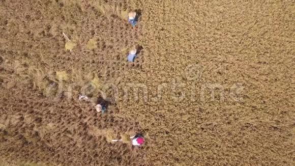 气水稻收获过程巴厘岛农场工人在田里切米亚洲传统农业4K巴厘视频的预览图