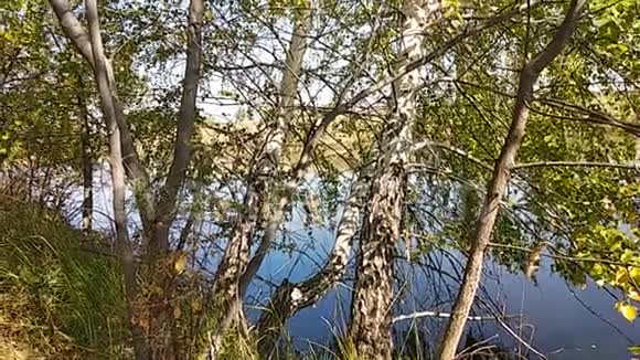夏天宁静的一天湖上的桦树视频视频的预览图