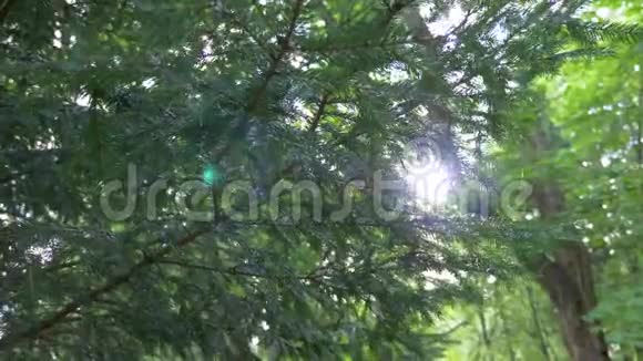 枝针叶树阳光刺眼视频的预览图