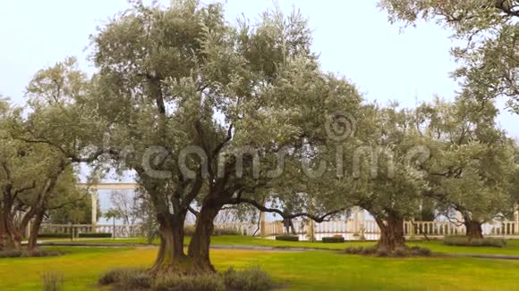 古老的橄榄树视频的预览图