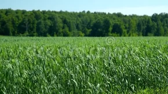 阳光明媚的一天绿色的大麦田随风摇摆视频的预览图