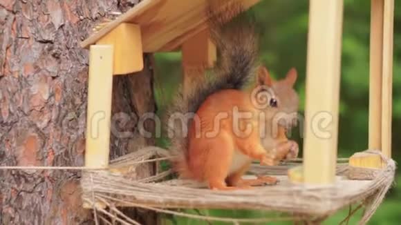 松鼠在树屋里啃坚果视频的预览图