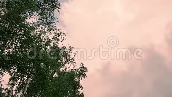 阴天前绿色树枝的特写镜头视频的预览图
