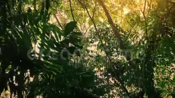 在丛林树下飞翔阳光透过视频的预览图