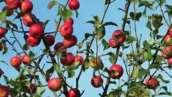 苹果树枝上有红苹果视频的预览图
