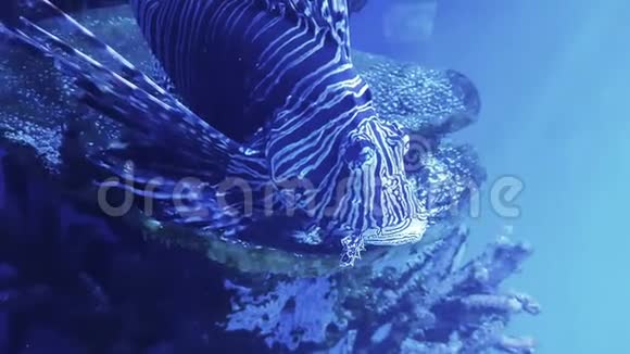 美丽的狮子鱼游泳视频的预览图
