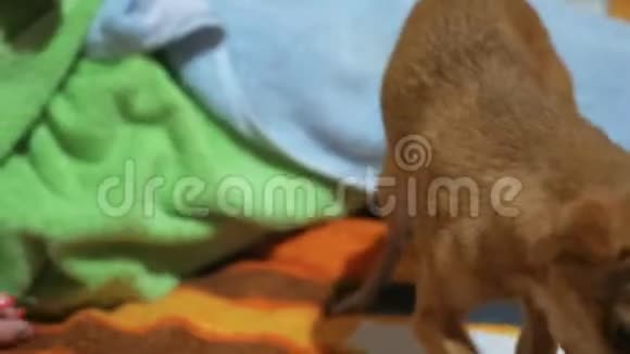 两只不同的狗洗澡后很有趣长发和短发玩具猎犬他们像视频的预览图