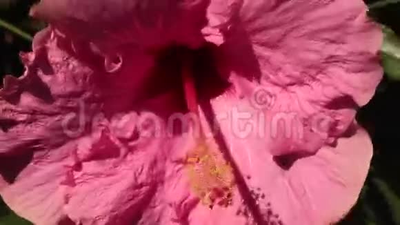 木槿视频的预览图