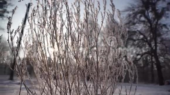 日落时冰冻的灌木视频的预览图