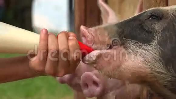 给猪喂奶视频的预览图