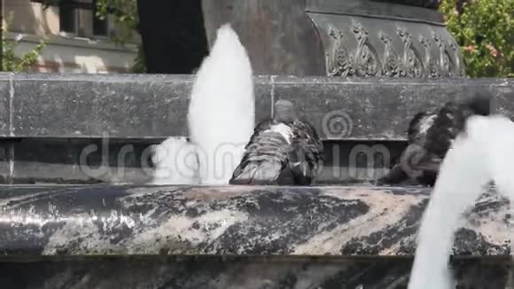 鸽子在喷泉里洗澡视频的预览图