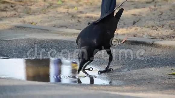 聪明的乌鸦在吃之前会使食物变软视频的预览图