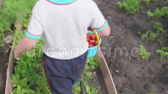 这个男孩在花园里收集了红色成熟的浆果这孩子带着一桶满满的浆果去在视频的预览图
