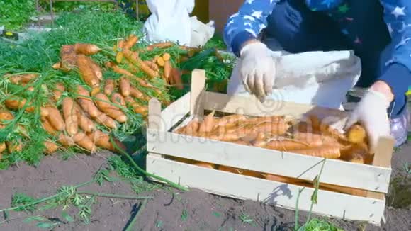 种植者对刚挖好的胡萝卜作物进行分类视频的预览图