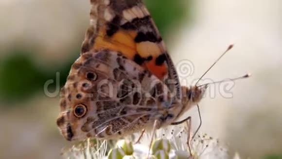 春天白色花序上的蝴蝶春天的一夫一妻制挥发剂或挥发剂视频的预览图