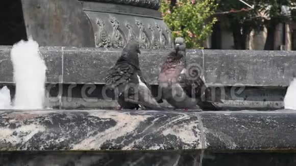 鸽子在喷泉里洗澡视频的预览图