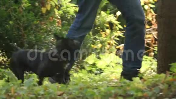主人和狗在公园散步特写镜头身体部分脚视频的预览图