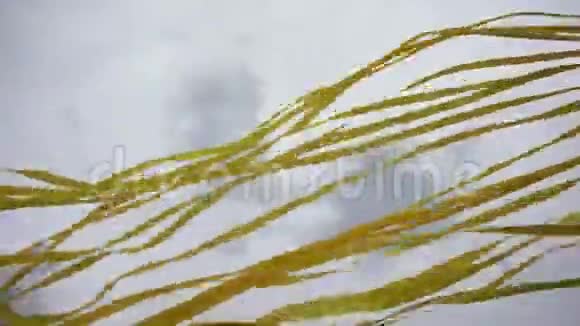 风中的许多丝绸节日彩带织带视频的预览图