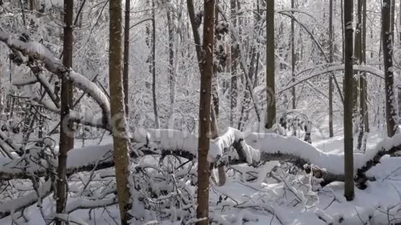 美丽的冬林冬日里覆盖着白雪视频的预览图